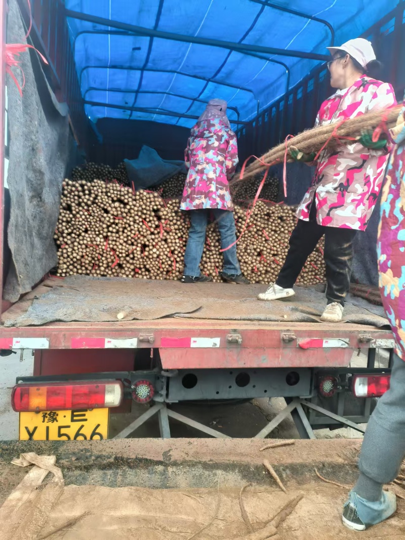 邯郸基地铁棍山药