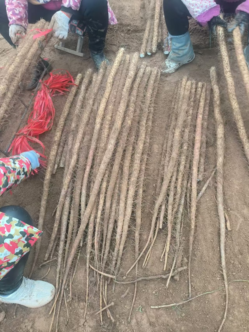 邯郸基地铁棍山药
