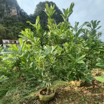 黑炭杨梅，东魁杨梅