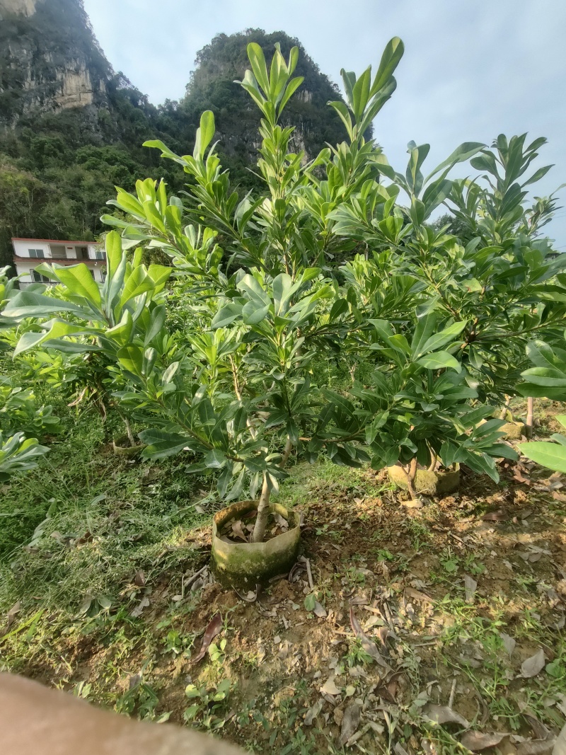 黑炭杨梅，东魁杨梅