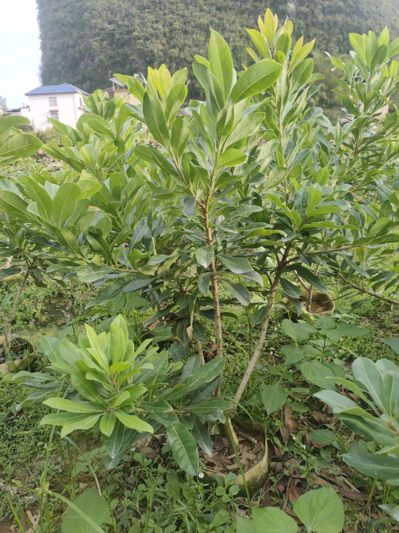 黑炭杨梅，东魁杨梅