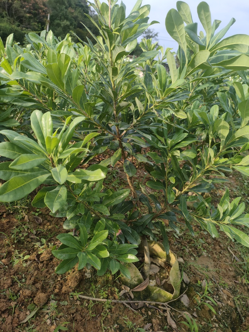 黑炭杨梅，东魁杨梅