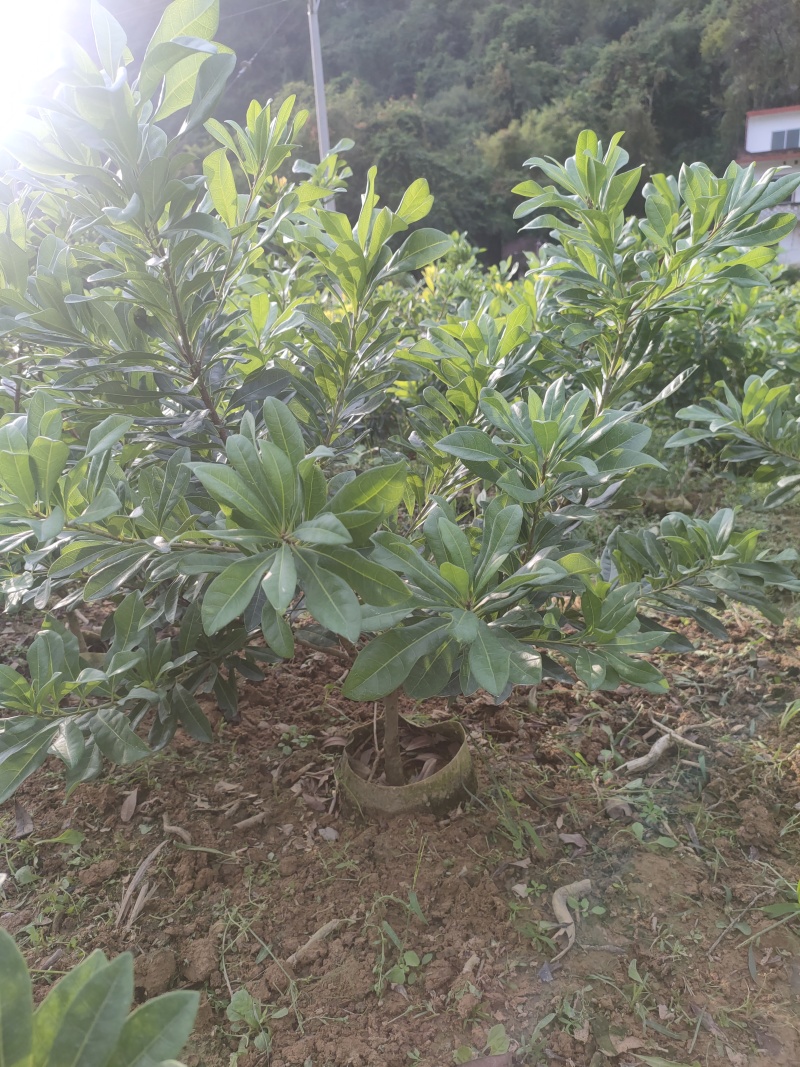 黑炭杨梅，东魁杨梅
