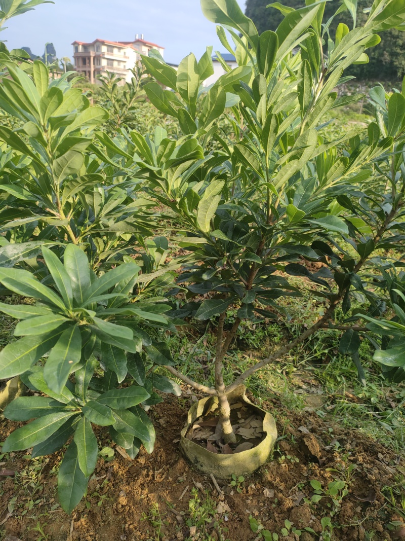 黑炭杨梅，东魁杨梅