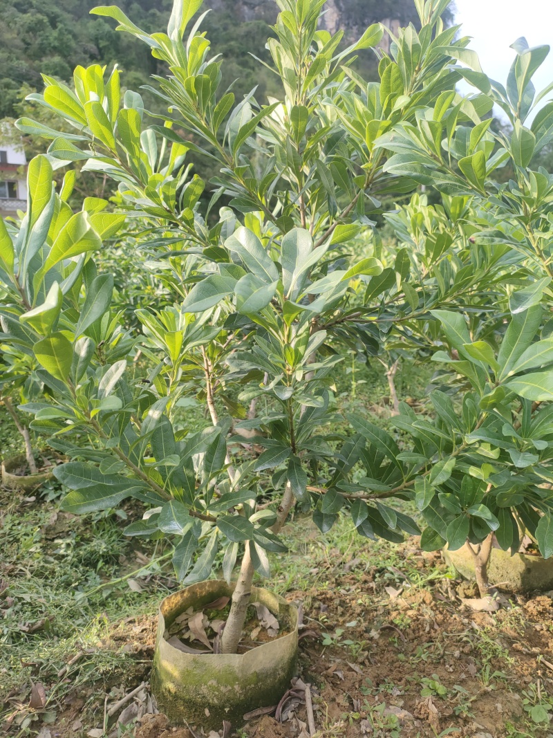 黑炭杨梅，东魁杨梅