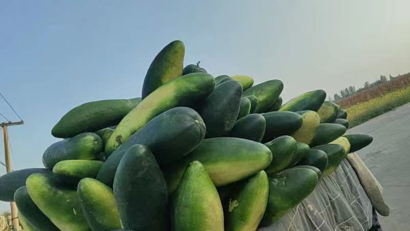 挑选新鲜黑皮冬瓜