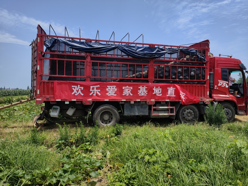 精品麦地冬瓜，大棚冬瓜，吊冬瓜，白冬瓜水桶冬瓜
