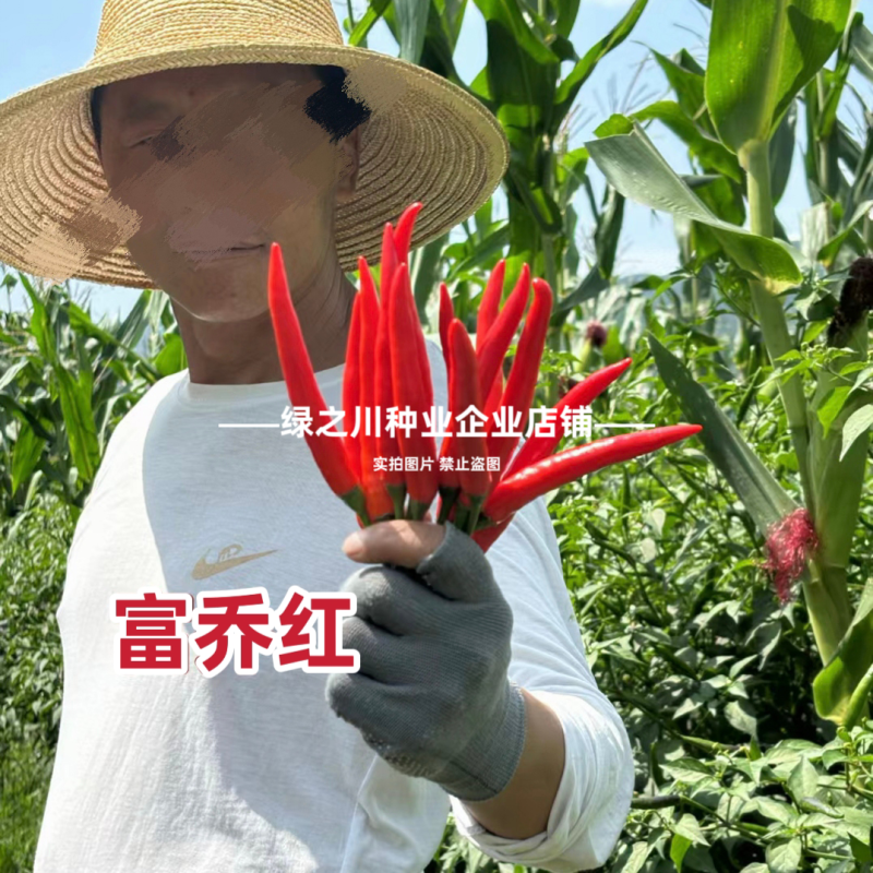 泰国引进富乔红朝天椒种子大号中晚熟单生大果朝天椒种子香辣