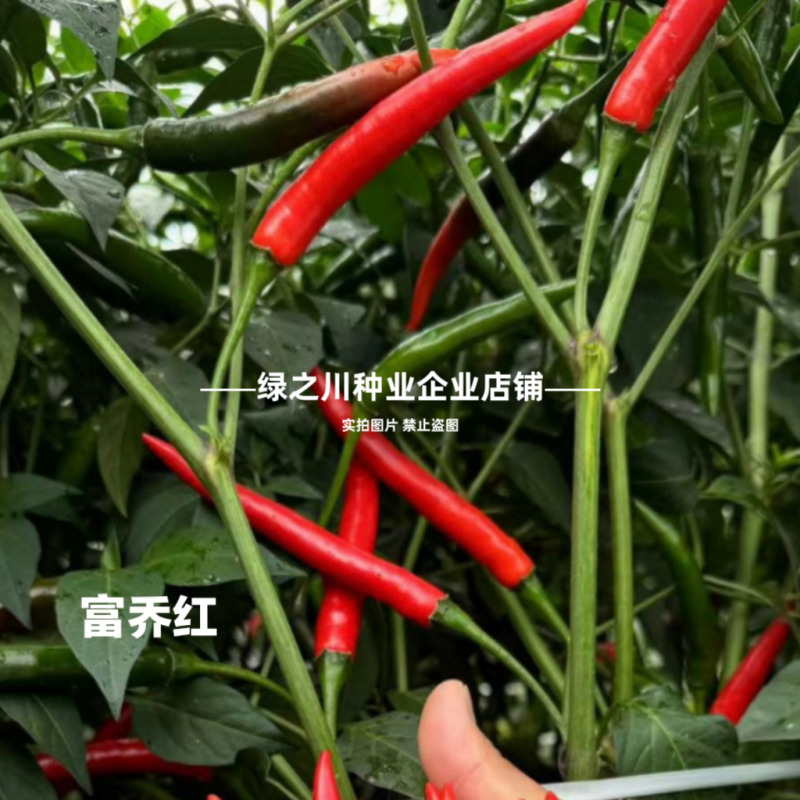 泰国引进富乔红朝天椒种子大号中晚熟单生大果朝天椒种子香辣