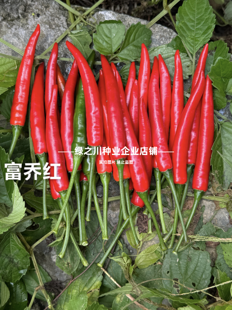 泰国引进富乔红朝天椒种子大号中晚熟单生大果朝天椒种子香辣
