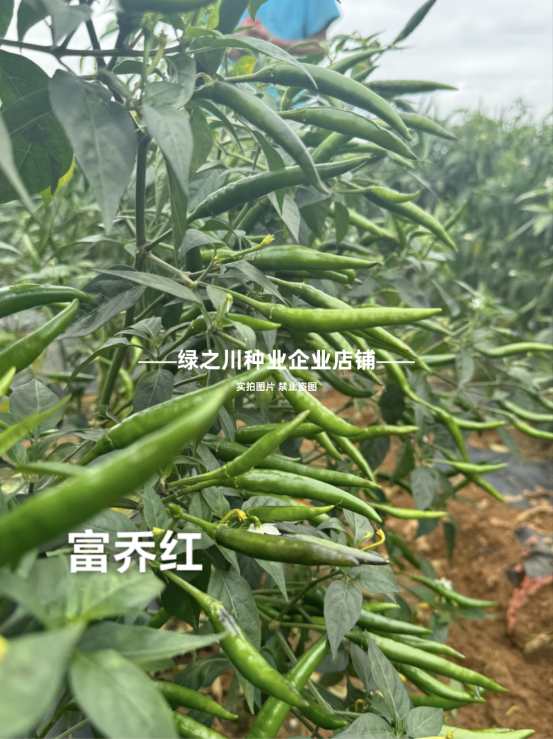 泰国引进富乔红朝天椒种子大号中晚熟单生大果朝天椒种子香辣