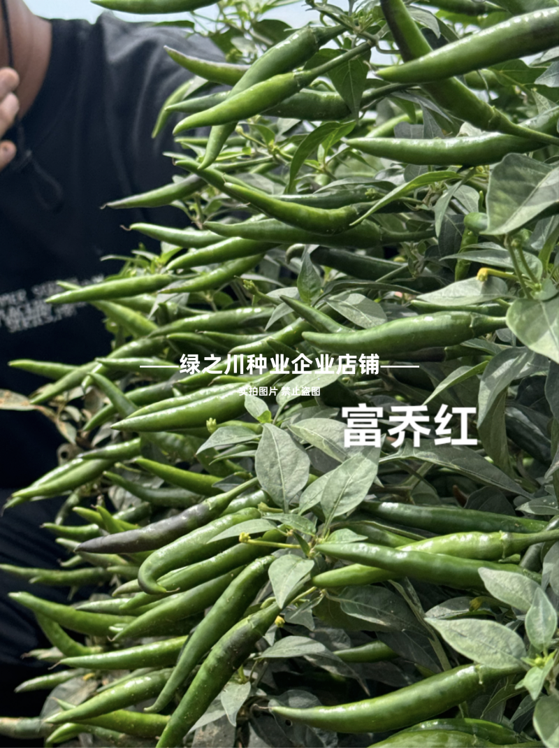 泰国引进富乔红朝天椒种子大号中晚熟单生大果朝天椒种子香辣