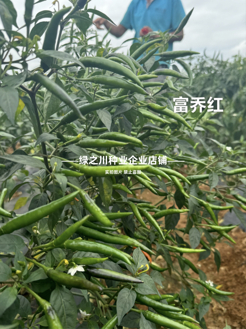 泰国引进富乔红朝天椒种子大号中晚熟单生大果朝天椒种子香辣