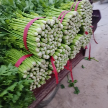 我是山东济南商河芹菜产区，有路地的，冷棚的，暖棚的，