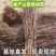 河南山茱萸树苗枣皮药材苗山萸肉种苗