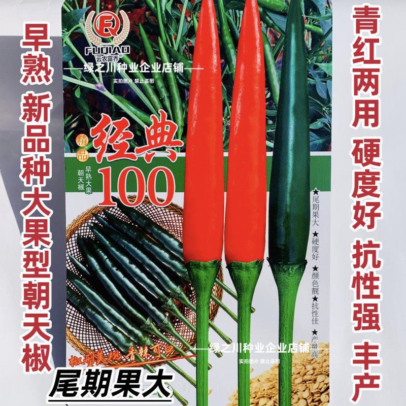 富乔经典100朝天椒种子新品种泰国朝天辣椒种子早熟大果