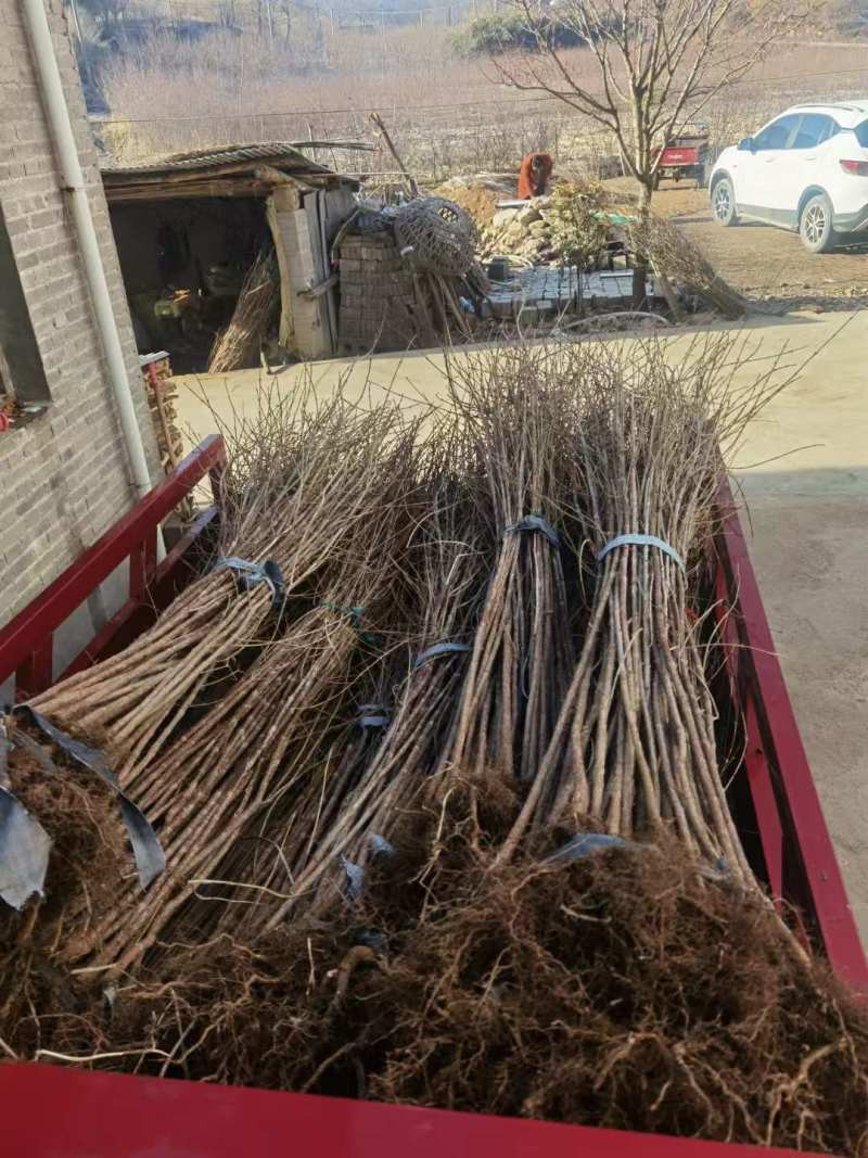 河南山茱萸树苗枣皮药材苗山萸肉种苗