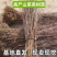 河南山茱萸树苗枣皮药材苗山萸肉种苗