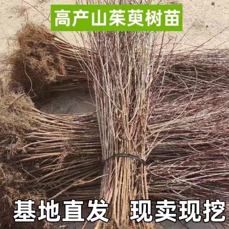 河南山茱萸树苗枣皮药材苗山萸肉种苗