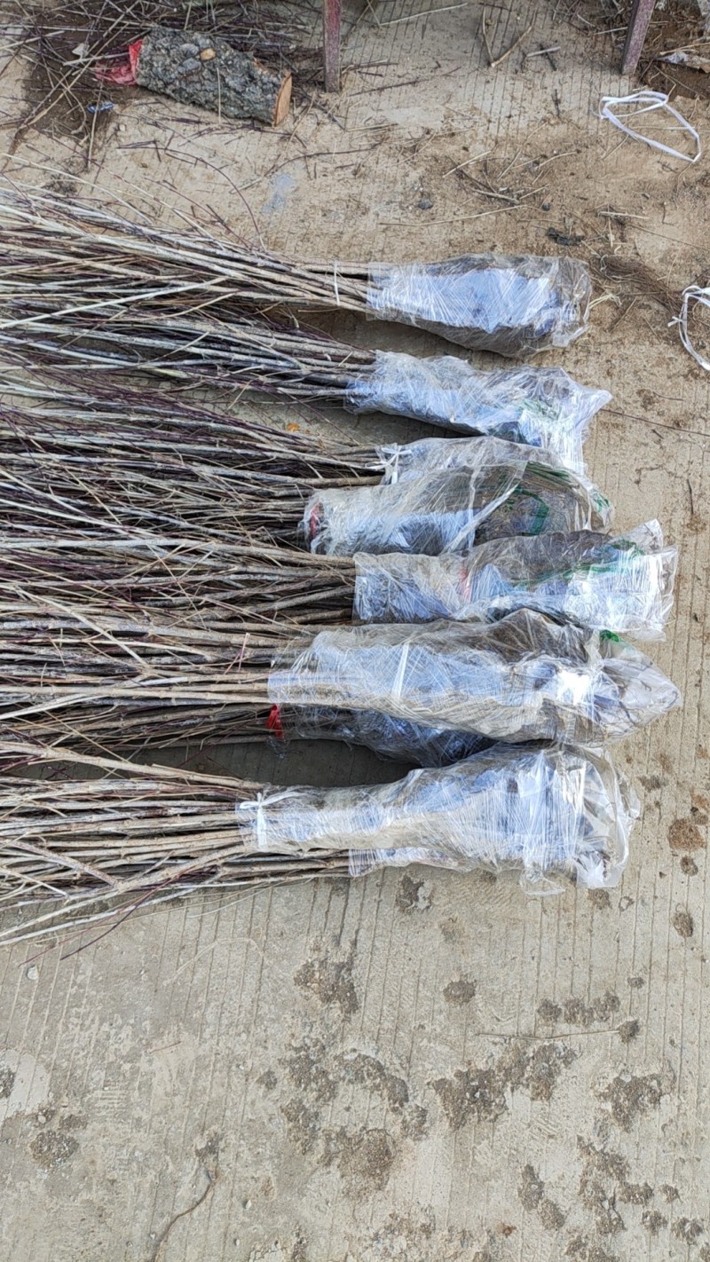 河南山茱萸树苗枣皮药材苗山萸肉种苗