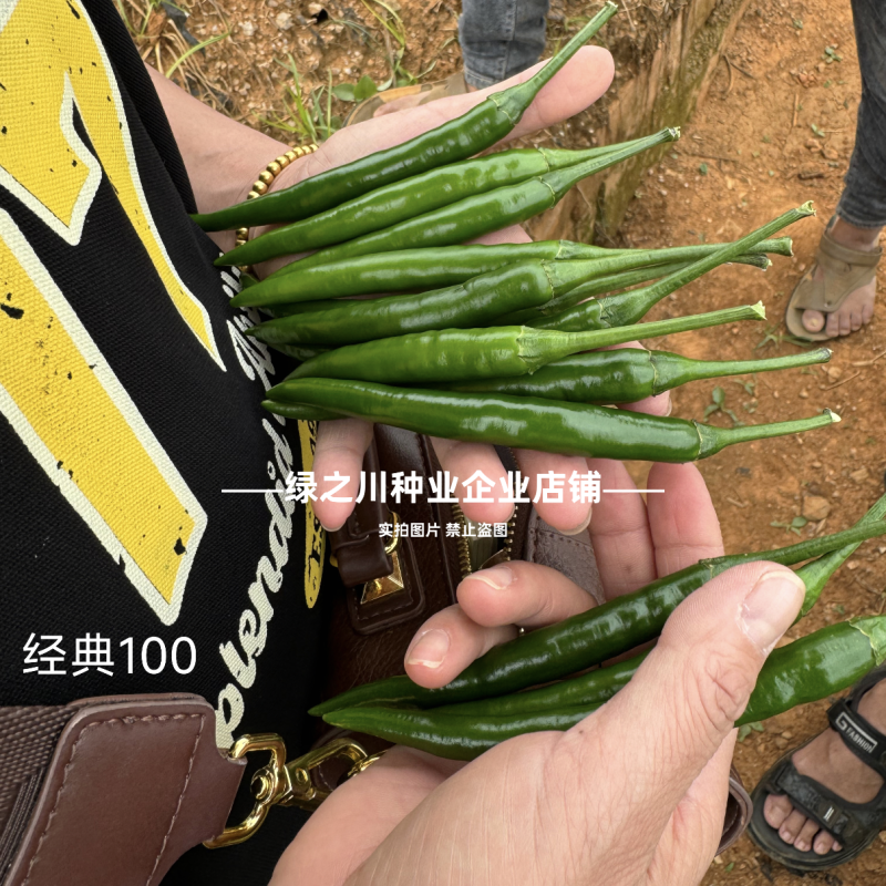 富乔经典100朝天椒种子新品种泰国朝天辣椒种子早熟大果