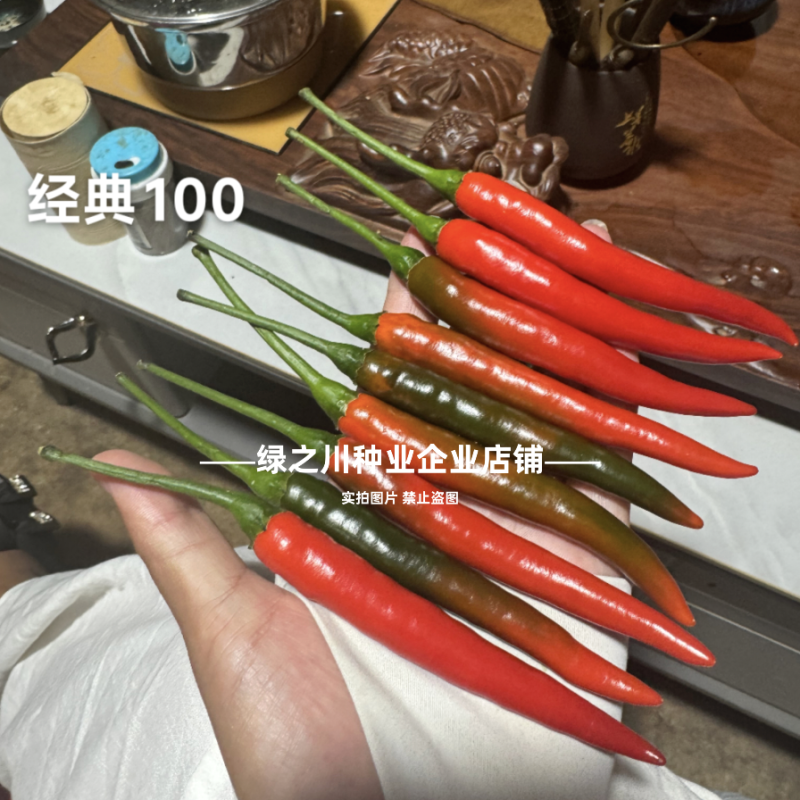 富乔经典100朝天椒种子新品种泰国朝天辣椒种子早熟大果