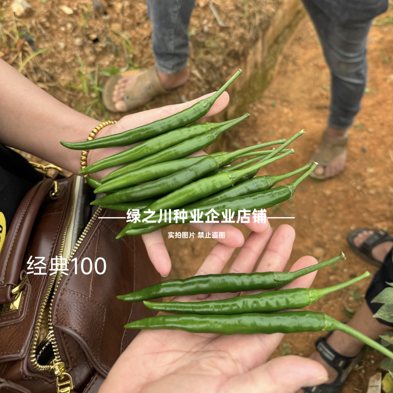 富乔经典100朝天椒种子新品种泰国朝天辣椒种子早熟大果