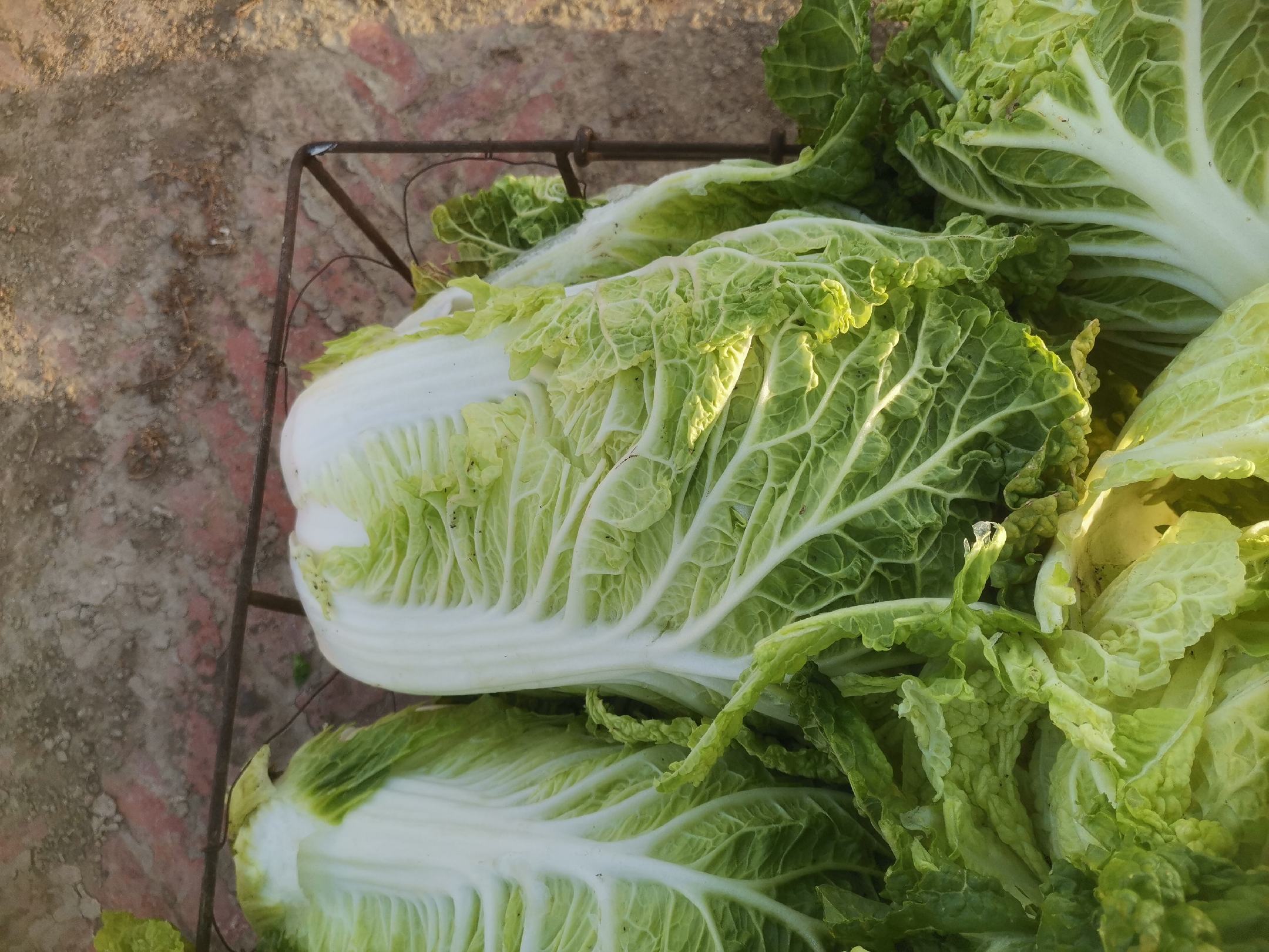 红菜苔与白菜在案板上整齐摆放