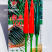 富乔经典100朝天椒种子新品种泰国朝天辣椒种子早熟大果