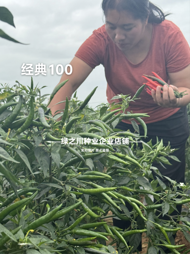 富乔经典100朝天椒种子新品种泰国朝天辣椒种子早熟大果