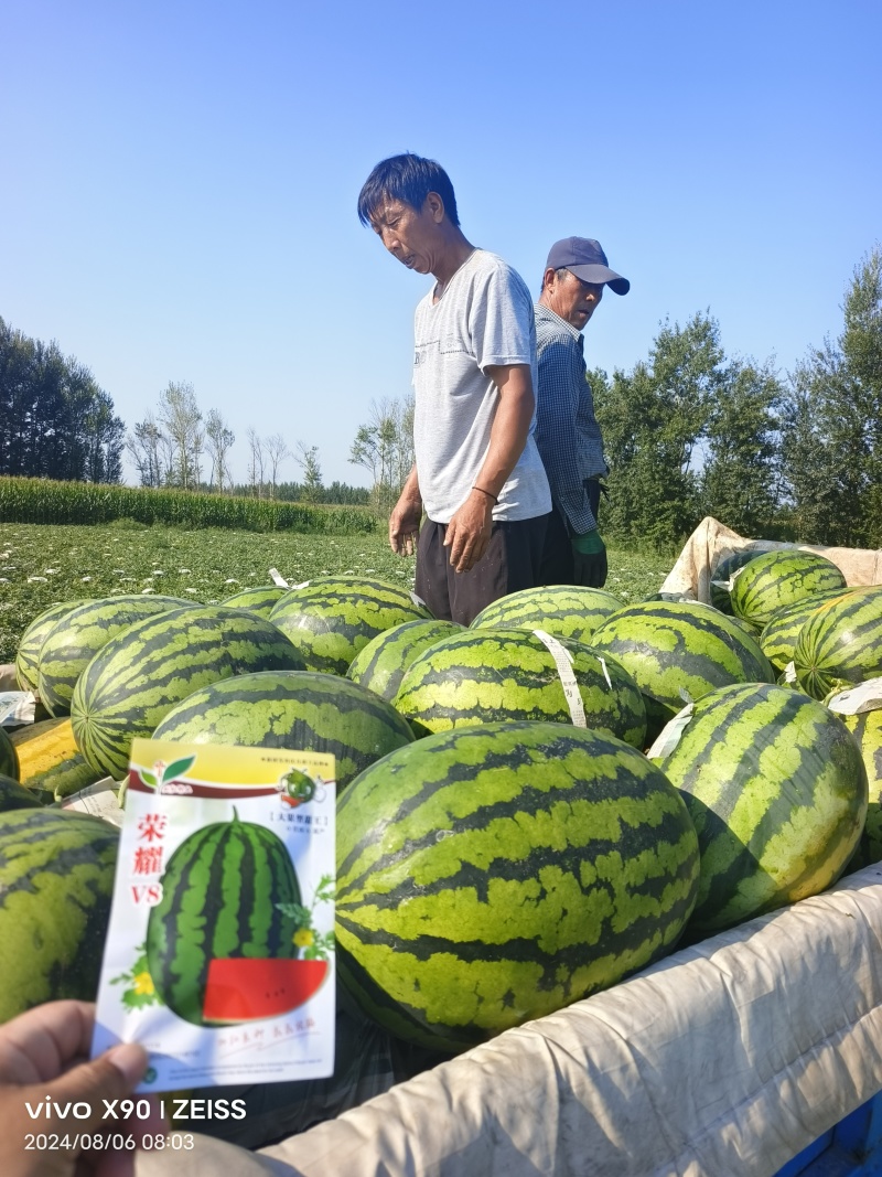 大果型甜王品种荣耀V8甜王西瓜种子抗病高产