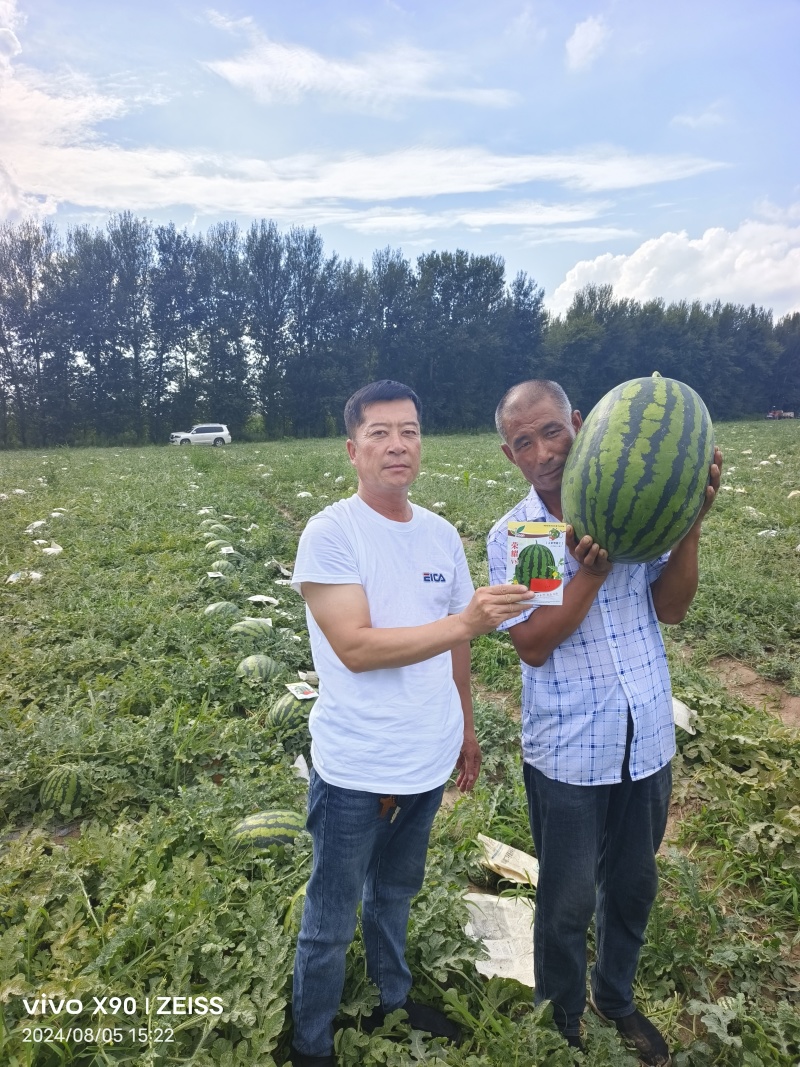 大果型甜王品种荣耀V8甜王西瓜种子抗病高产