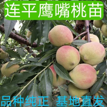 连平鹰嘴桃树苗，红花鹰嘴桃苗，顺丰包邮，提供技术