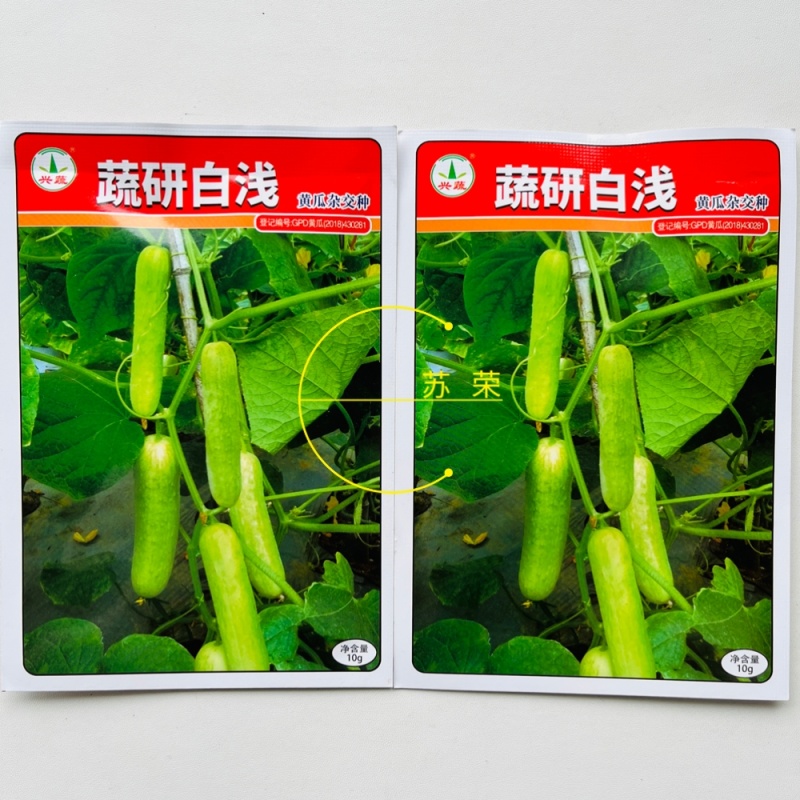 蔬研白浅极早熟兴蔬黄瓜种子高产强雌性无瓜把圆筒形瓜浅绿