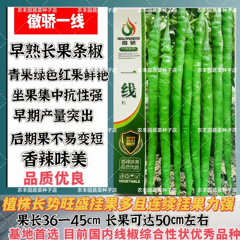 徽骄一线辣椒种子早熟高产长果条椒种子抗性强香辣味美长线椒