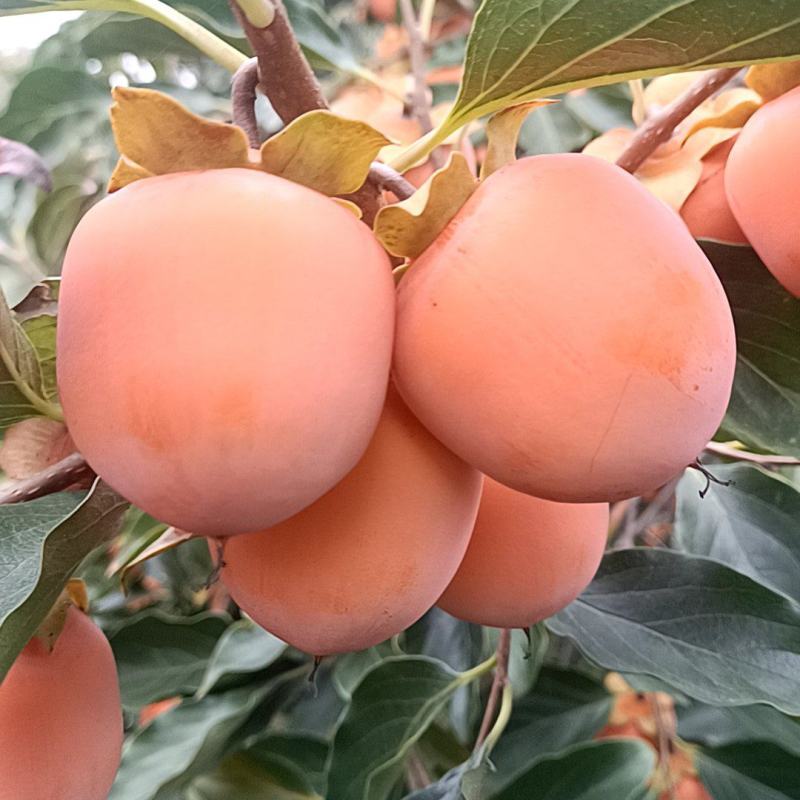 吊红