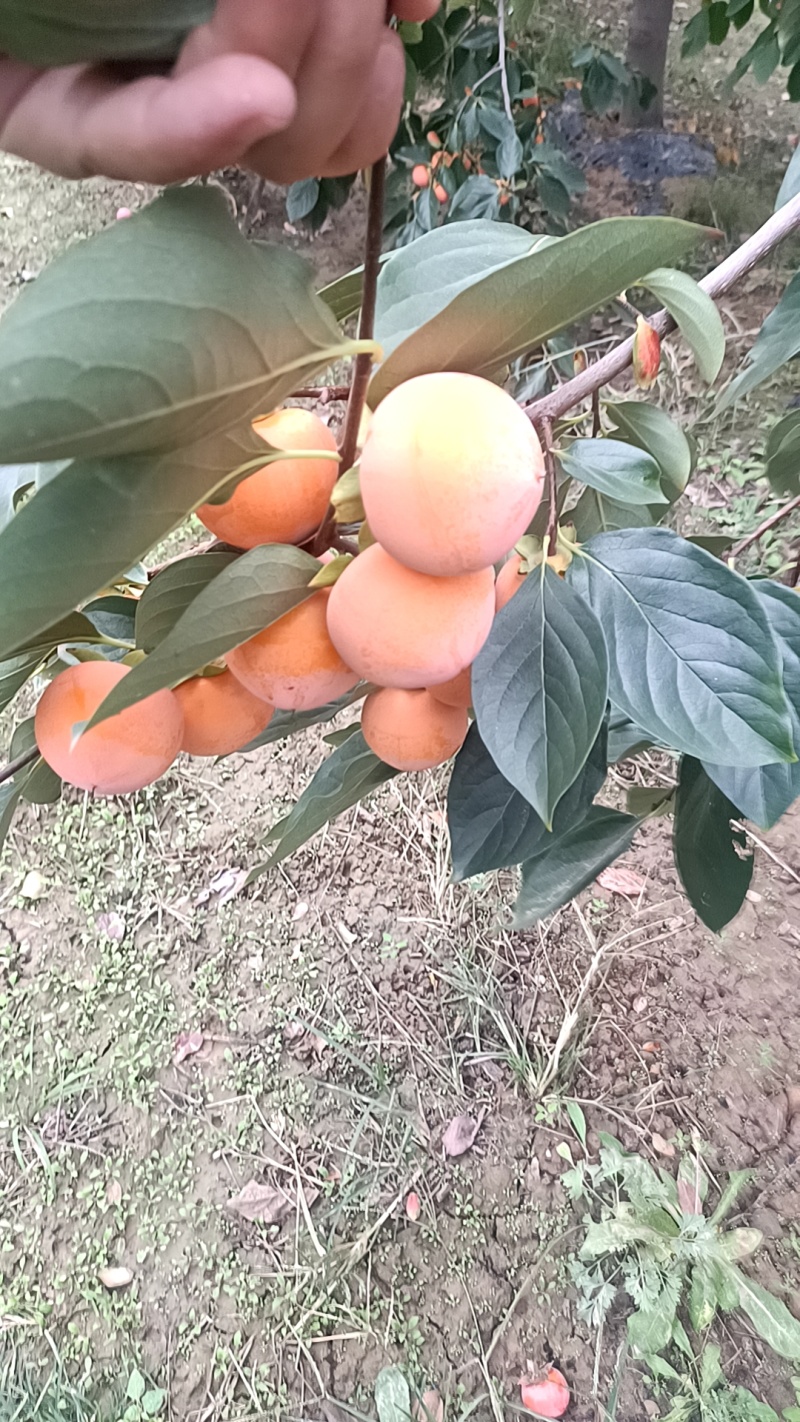 火葫芦
