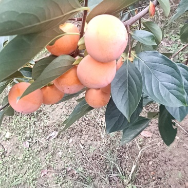 火葫芦