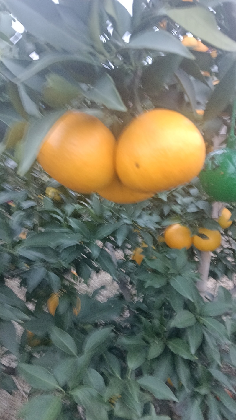 爱圆电商货大量上市了有要的联系我