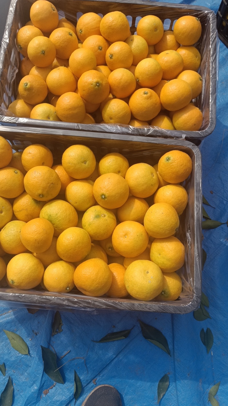 爱圆电商货大量上市了有要的联系我