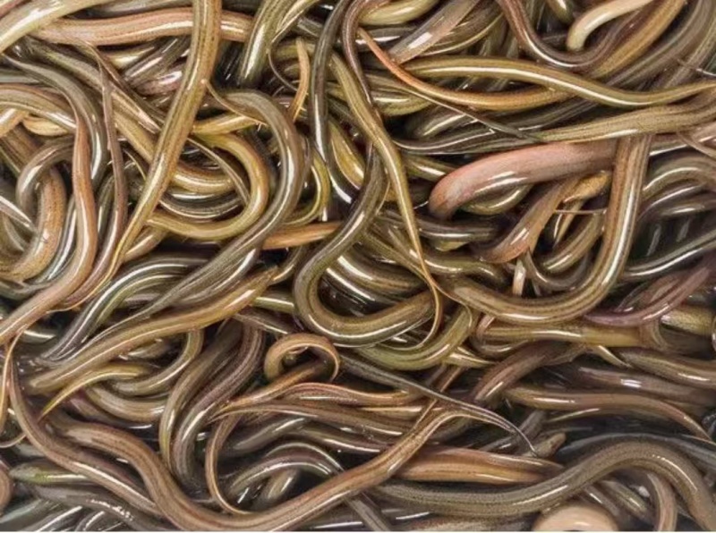 黄鳝鱼苗，鱼场直供