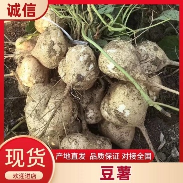 大量供应湖北沙土地新鲜蔬菜水地瓜凉薯批发。支持一件代发。