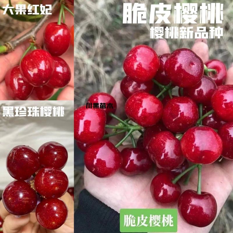 新品种/脆皮樱桃苗大果红妃樱桃苗黑珍珠樱桃苗嫁接苗现挖苗