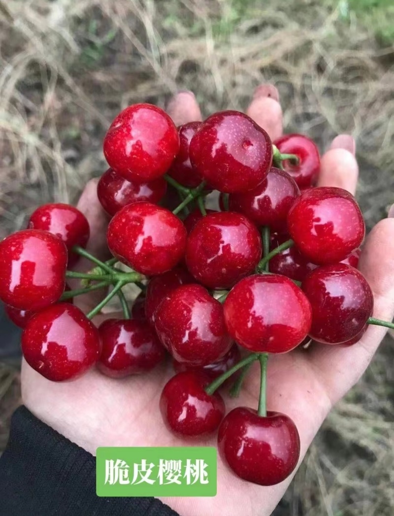 新品种/脆皮樱桃苗大果红妃樱桃苗黑珍珠樱桃苗嫁接苗现挖苗