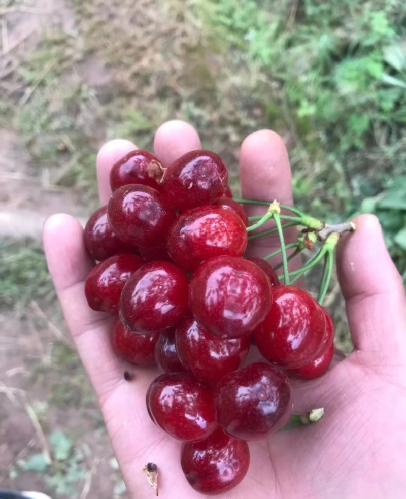 新品种/脆皮樱桃苗大果红妃樱桃苗黑珍珠樱桃苗嫁接苗现挖苗