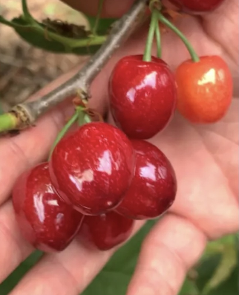 新品种/脆皮樱桃苗大果红妃樱桃苗黑珍珠樱桃苗嫁接苗现挖苗