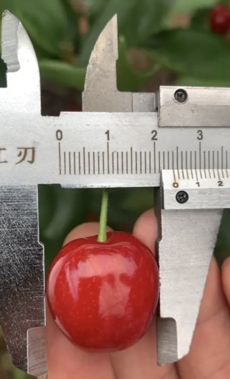 新品种/脆皮樱桃苗大果红妃樱桃苗黑珍珠樱桃苗嫁接苗现挖苗