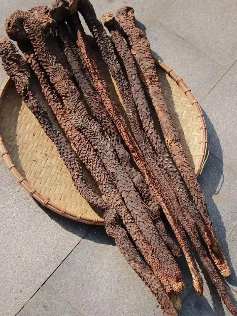肉苁蓉泡酒泡茶入药各种规格油性十足可切片价格优惠