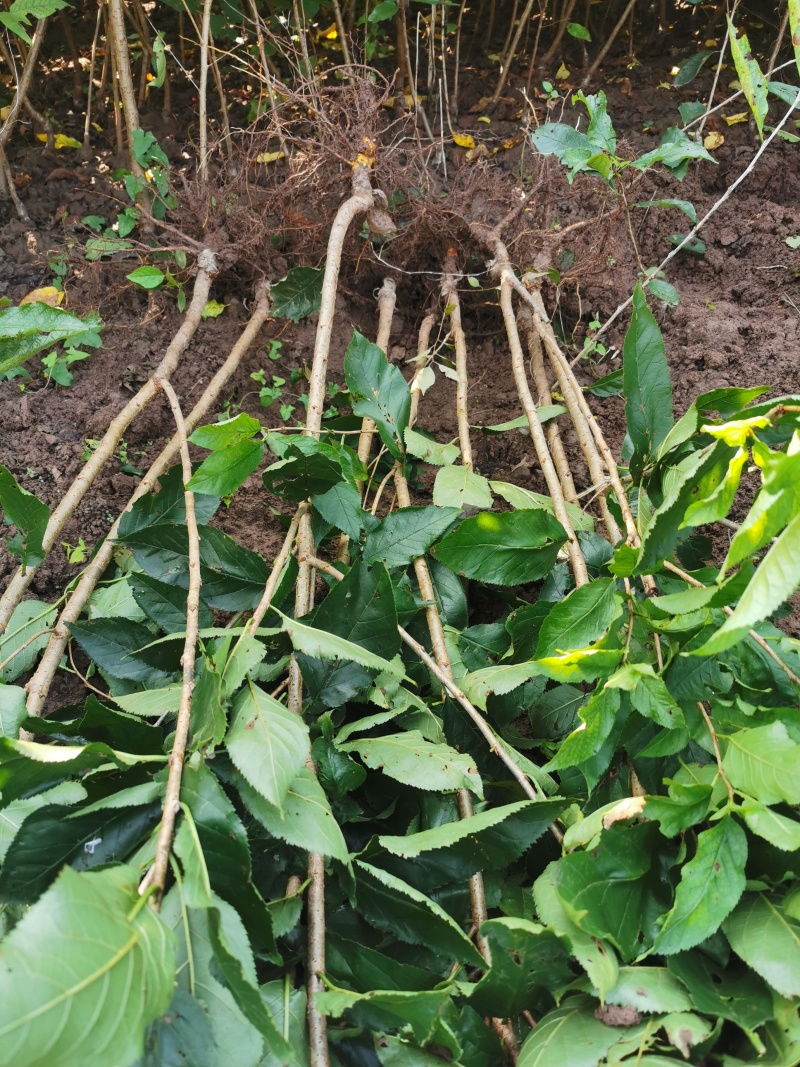 新品种/脆皮樱桃苗大果红妃樱桃苗黑珍珠樱桃苗嫁接苗现挖苗