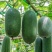 白星102冬瓜种子迷你小冬瓜绿肉小节瓜种籽起腊粉毛节瓜蔬